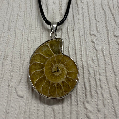 SALE Shell on Black Cord